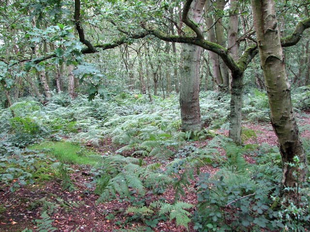 Mousehold Heath